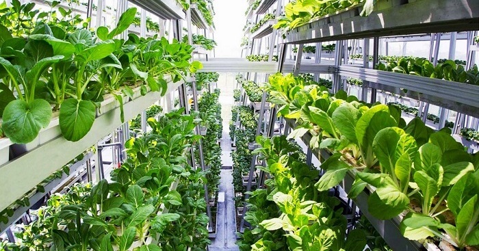 Dubai's Vertical Farms and Urban Agriculture: The Concept of Vertical Farming in Skyscrapers and Residential Buildings